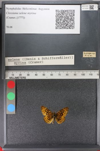 Media type: image;   Entomology 114045